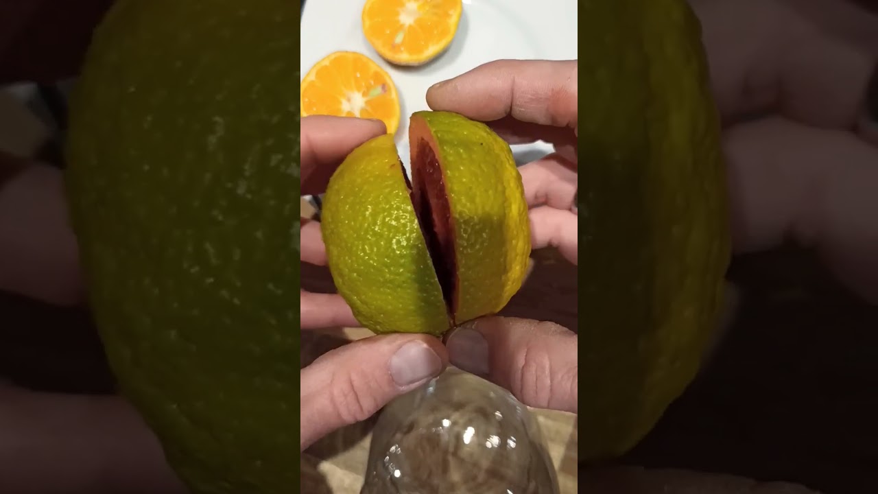 Blutorange Moro 💉 Blood Orange Citrus // Gartenschlau.com