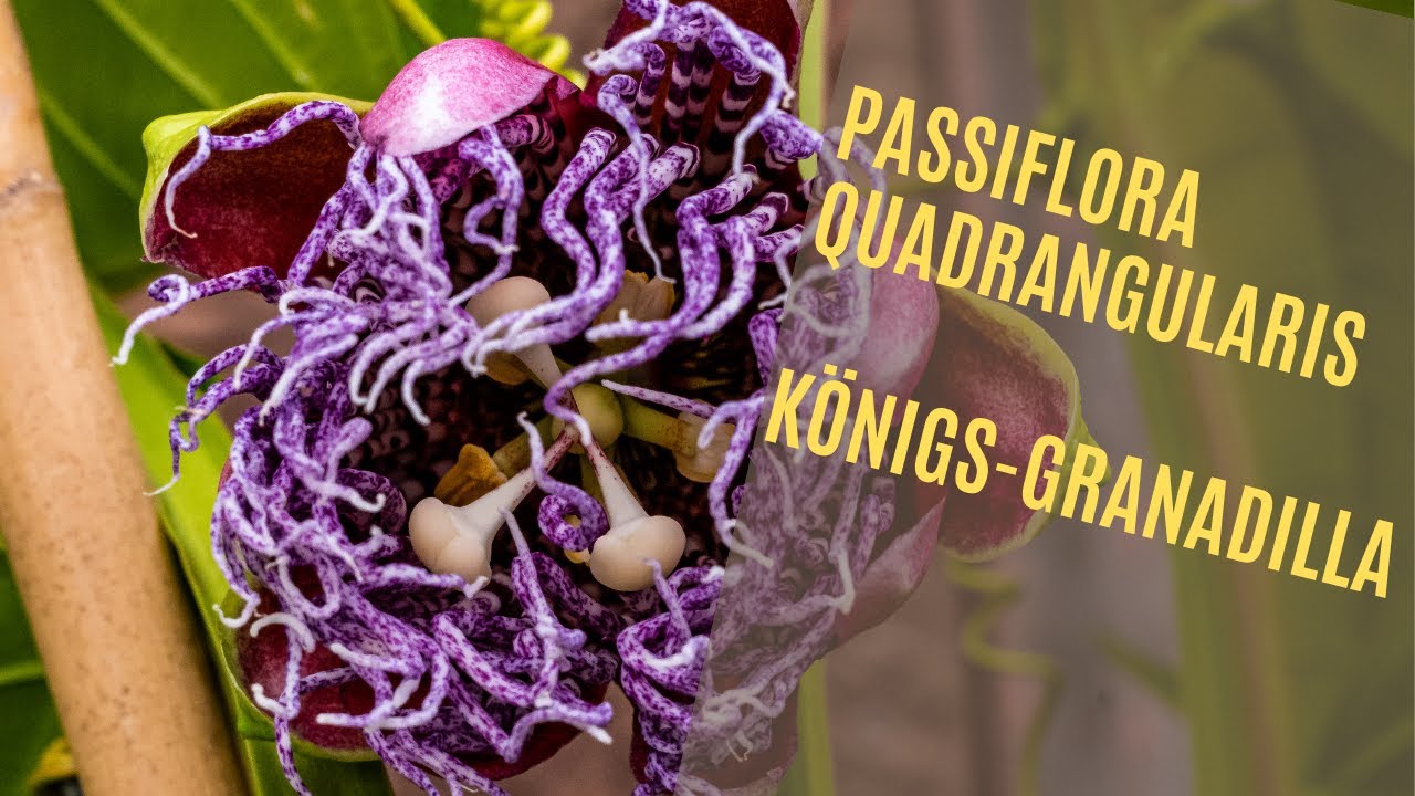 Passiflora Quadrangularis – Königs Granadilla // Gartenschlau.com
