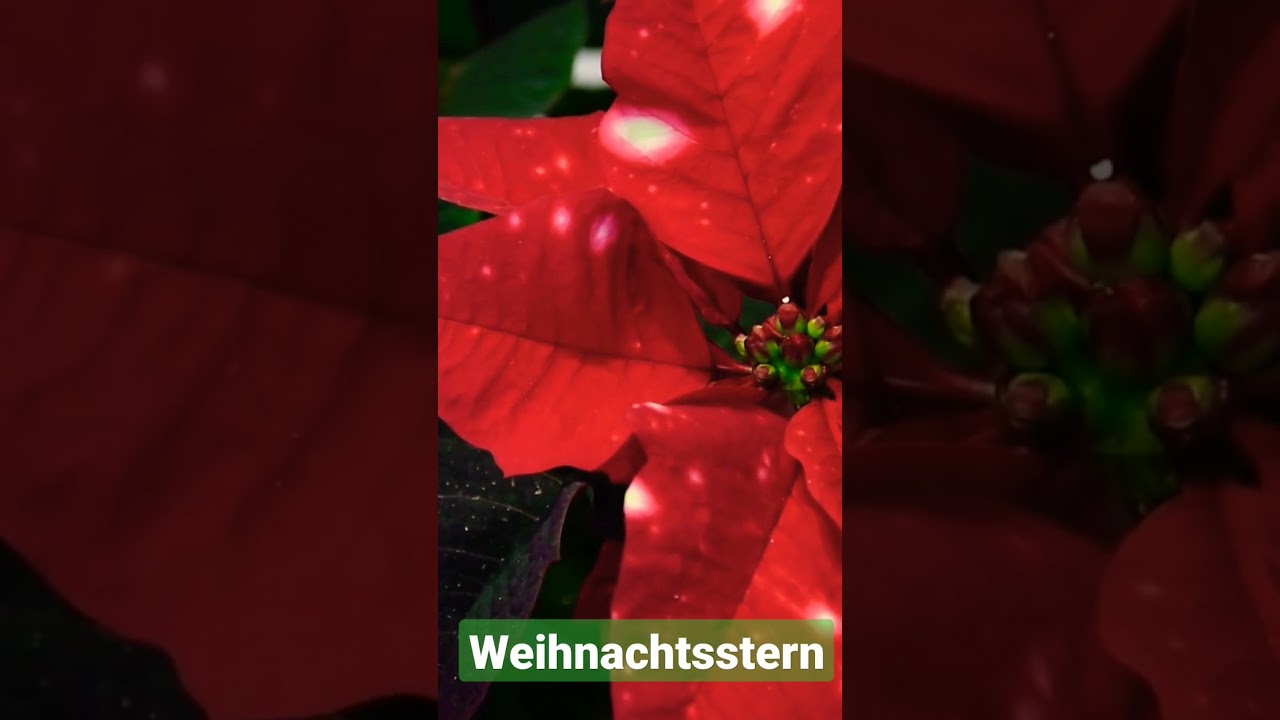 #Weihnachtsstern #Poinsettie // Gartenschlau.com