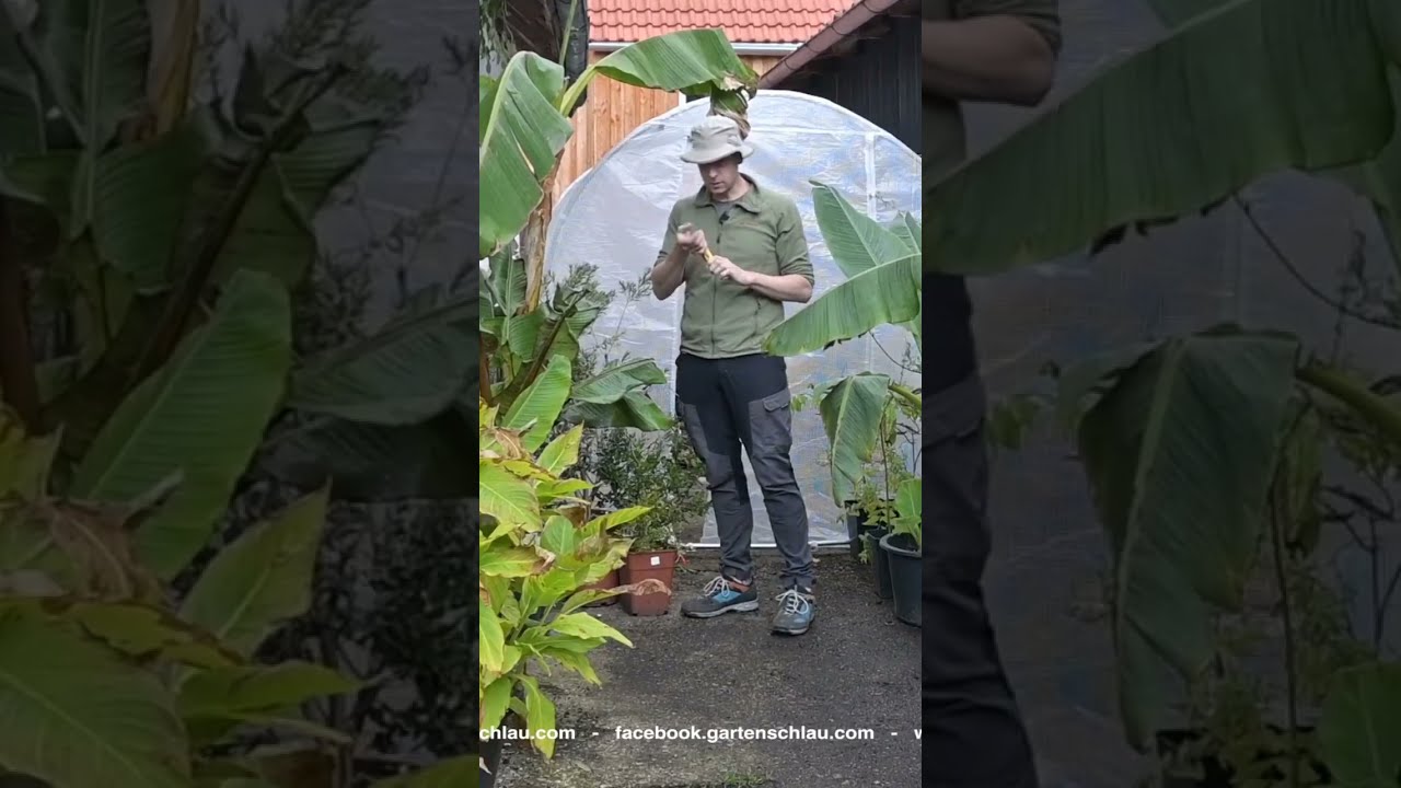 Gartenschlau.com: Expertentipps Für Eine Bananenplantage