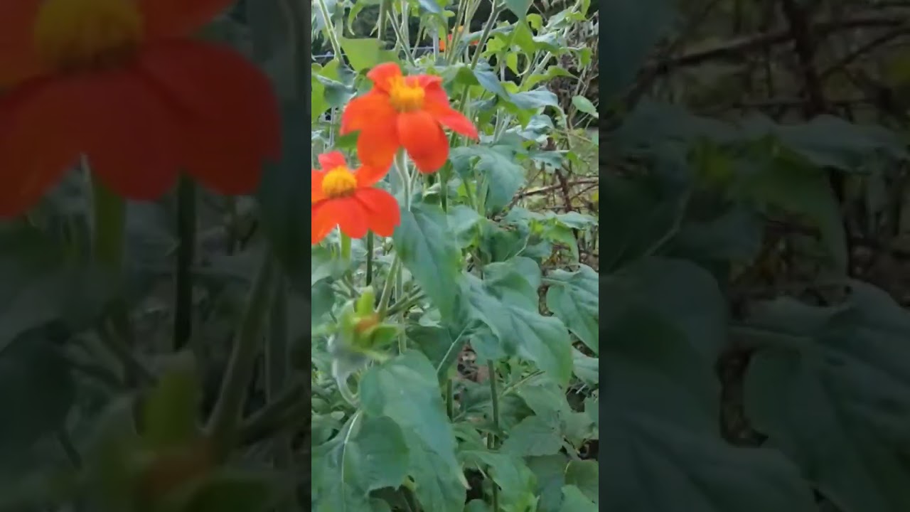Mexikanische Sonnenblume // Gartenschlau.com