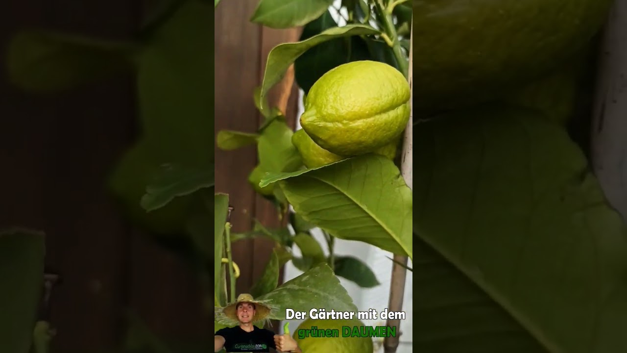Zitronenbaum ‚Eureka‘ // Gartenschlau.com