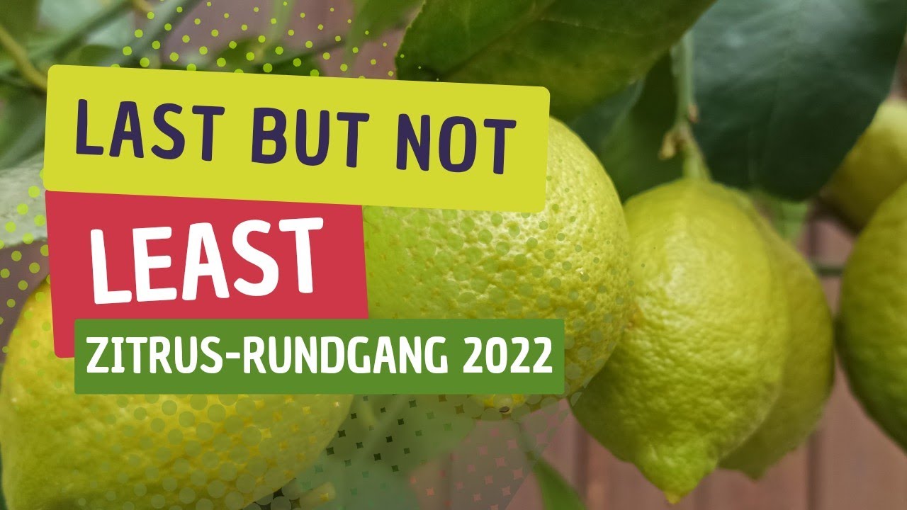 Spaß, Sonne Und Gartenwissen: Der Letzte Zitruspflanzenrundgang 2022