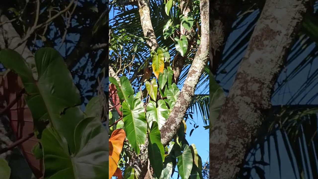 Philodendren, Zu Deutsch Baumfreund // Costa Rica