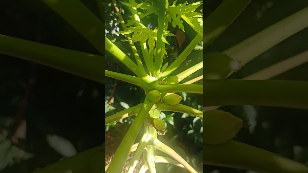 Papaya Pflanze In Costa Rica: Einzigartige Einblicke