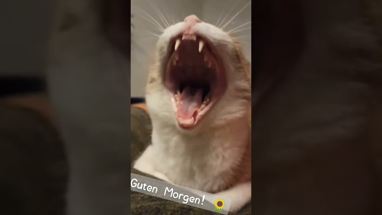 Guten Morgen! 🌻