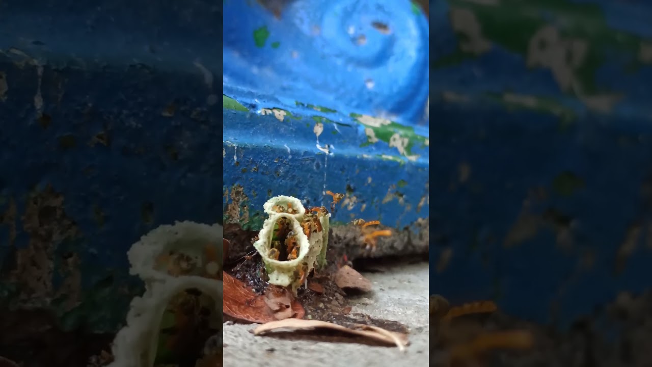small wild bee building nest in Costa Rica
