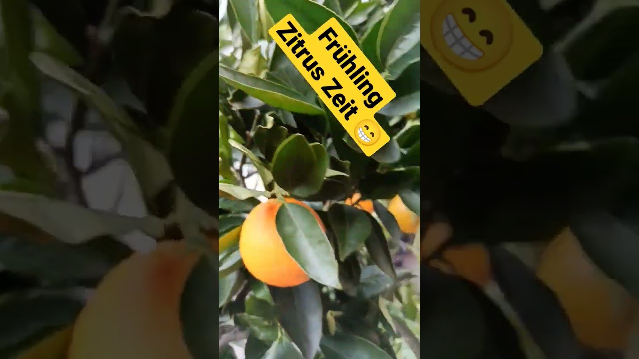 Der Perfekte Start In Den Frühling: Alles über Zitruspflanzen 🍋🌿 #citrus #zitruspflanzen