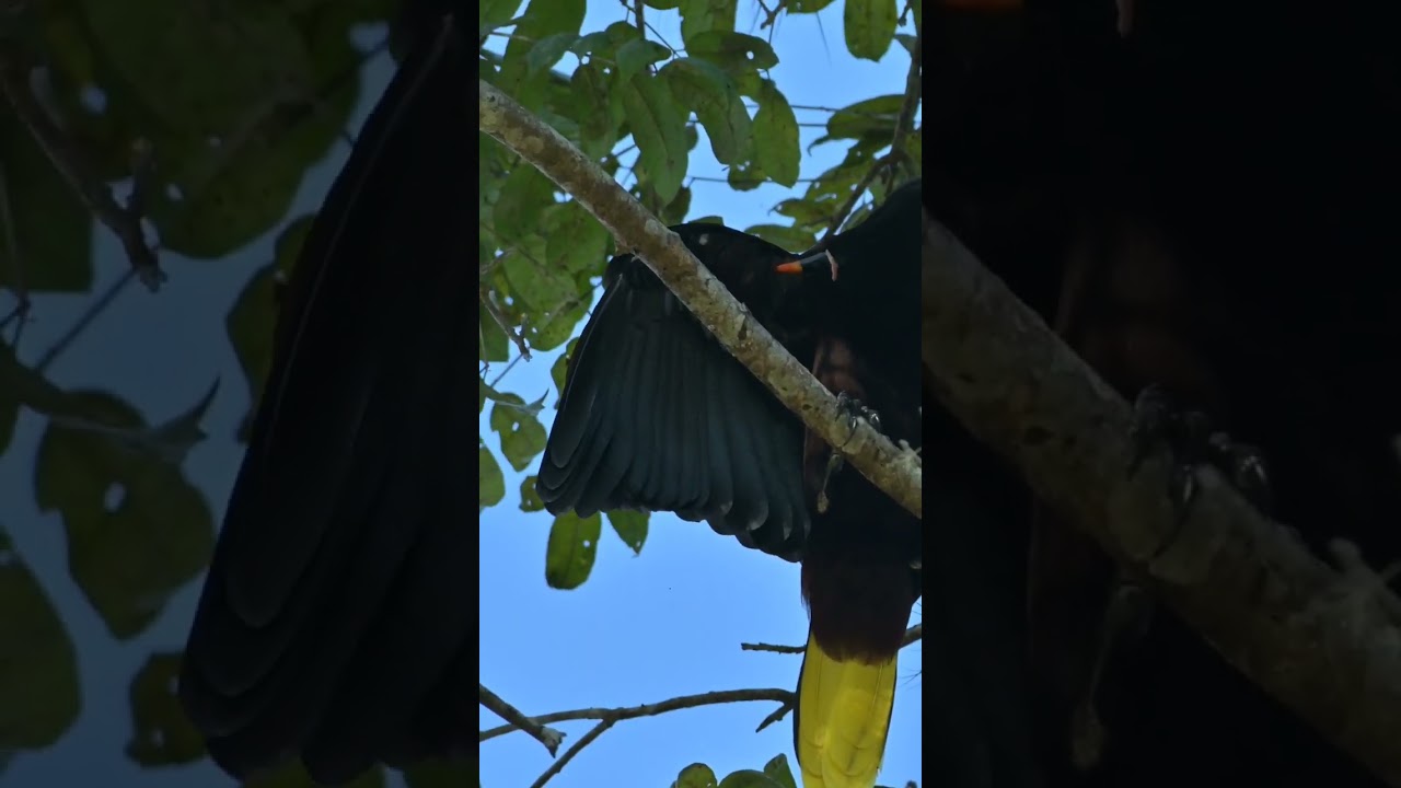 Der montezumastirnvogel (psarocolius Montezuma, syn.: gymnostinops Montezuma) Honduras Copán