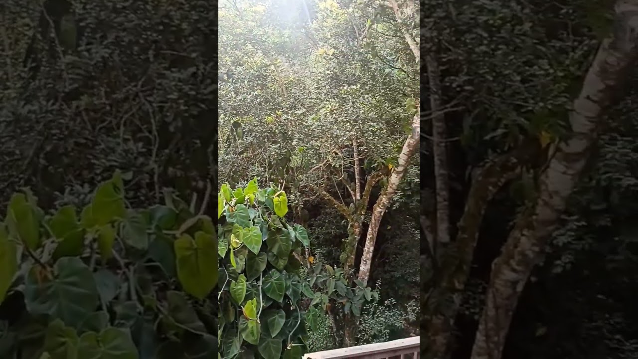 Im Dschungel Copán Honduras