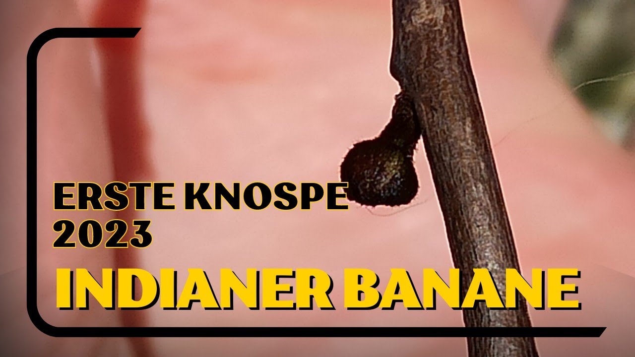 Die Erste Knospe 2023: Die Bahnbrechende Entdeckung Der Indianer Banane