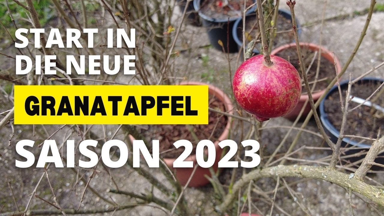 Das müssen Sie über die neue Granatapfel Saison wissen | Gartenschlau Update