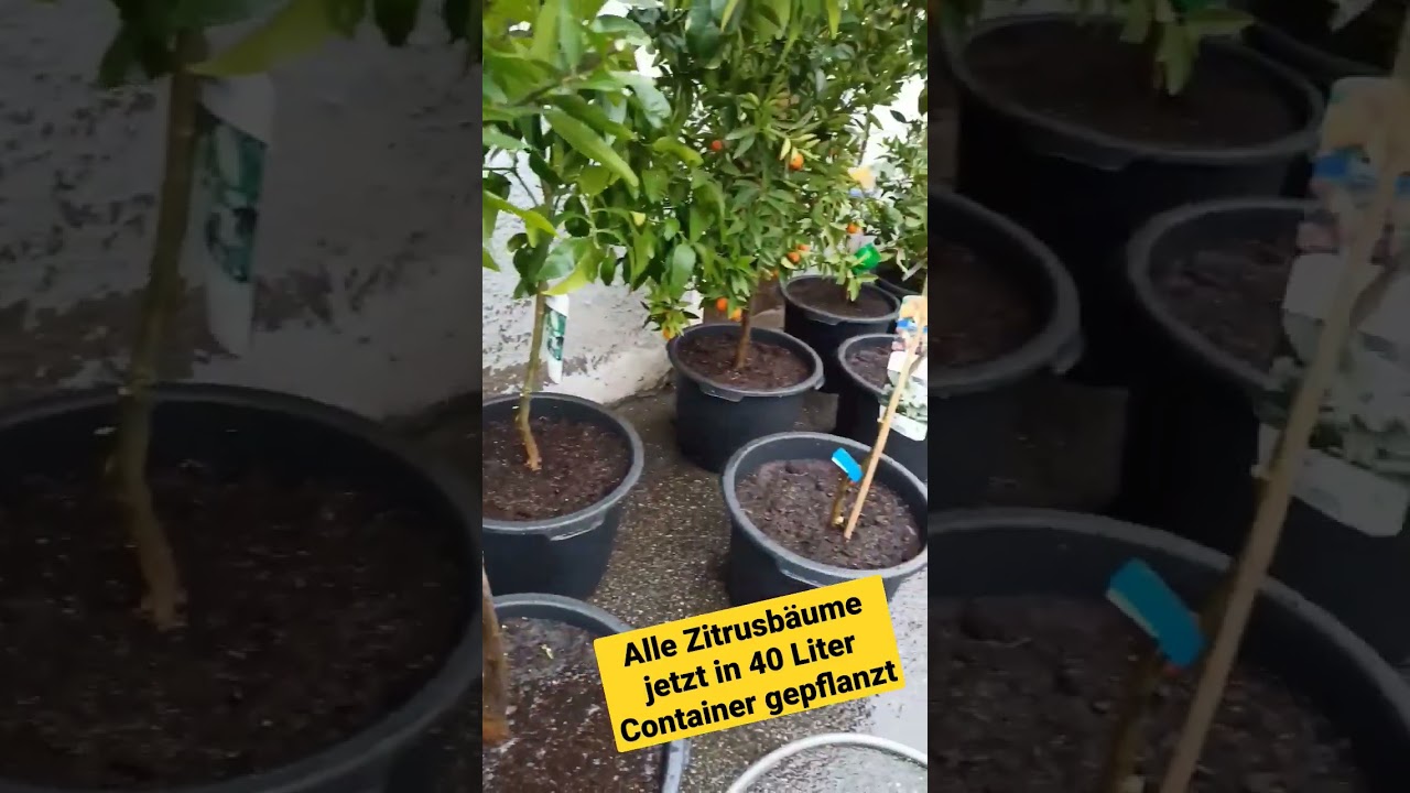 Warum Zitrusbäume in 40 Liter Containern gepflanzt werden sollten