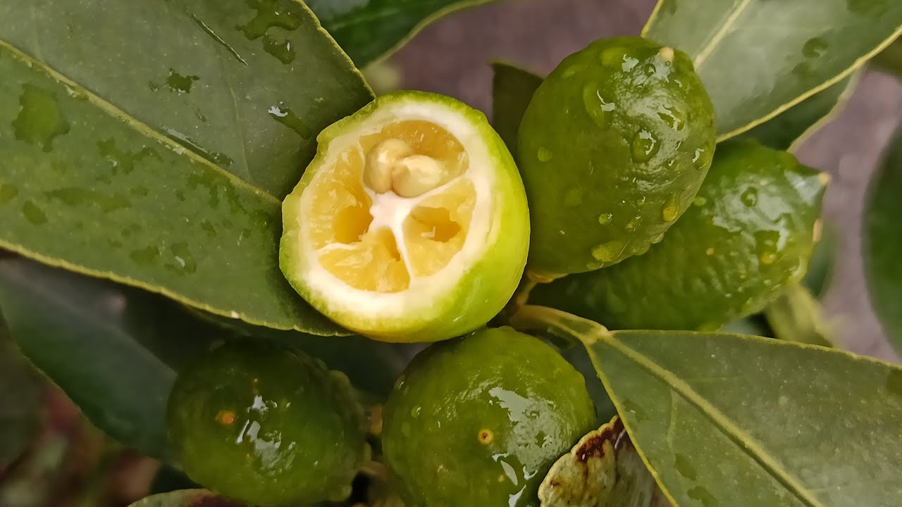 Zitruspflanzen Rundgang: Erfahre Alles über Limette, Indio Mandarin Quat