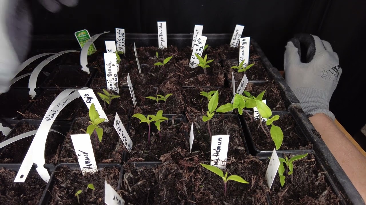 Warum Chili-Jungpflanzen zu lang wachsen – Gartenschlau Chili Update