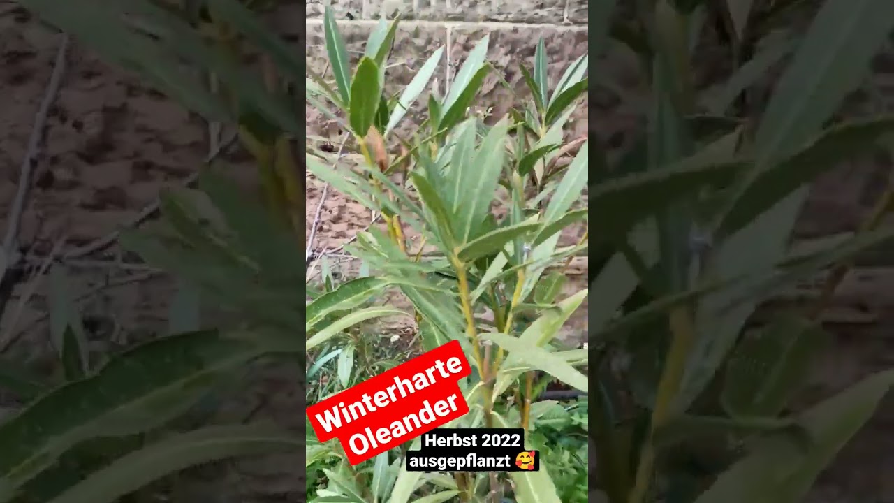 #winterharte #Oleander letzten Herbst 2022 #ausgepflanzt – Update 02.04.2023