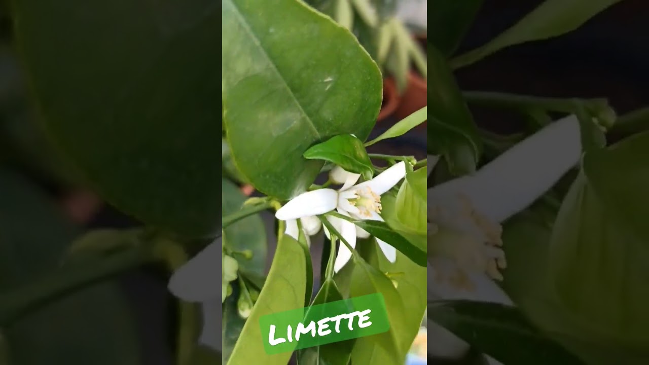 Limette erste Blüte nach dem Frostschaden vor drei Jahren