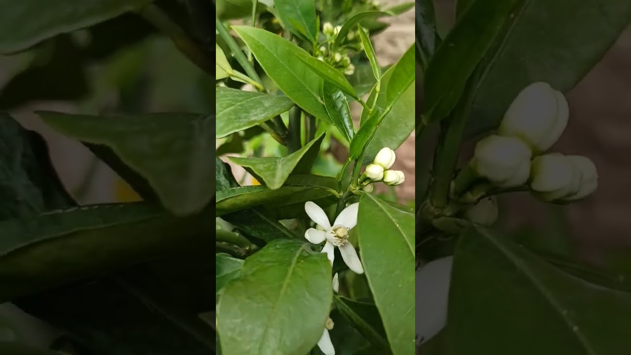 Die schönsten Blüten der Zitruspflanzen