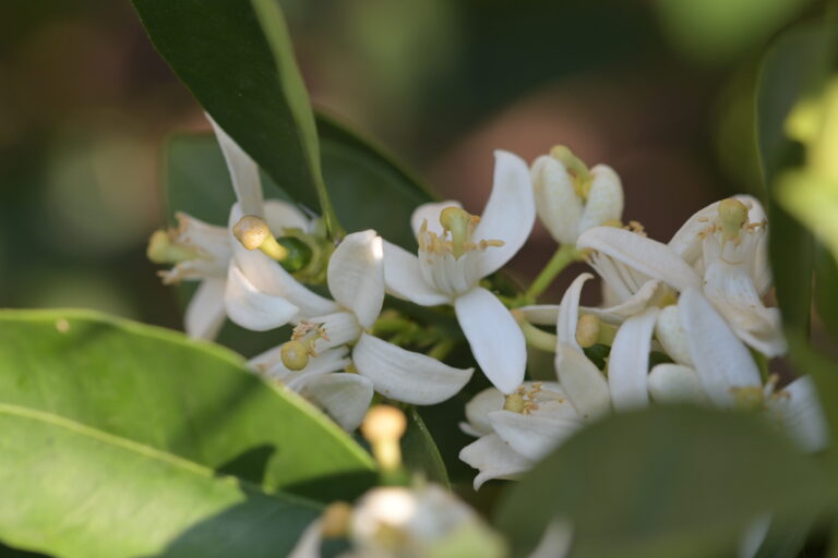 🍊 Bekannte Kumquat-Hybriden