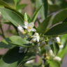 🇦🇺 Australische Fingerlimette