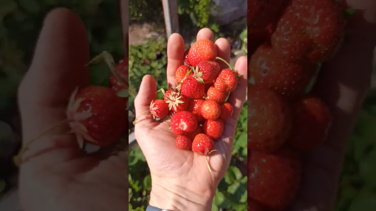Die Ernte Der Leckersten Erdbeeren Heute