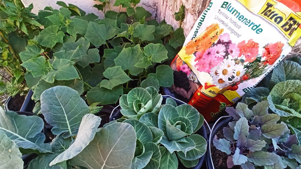 Perfektes Substrat: Das Geheimnis Für Gesunde Gurken, Tomaten Und Brokkoli | Gartenhaus Rundgang
