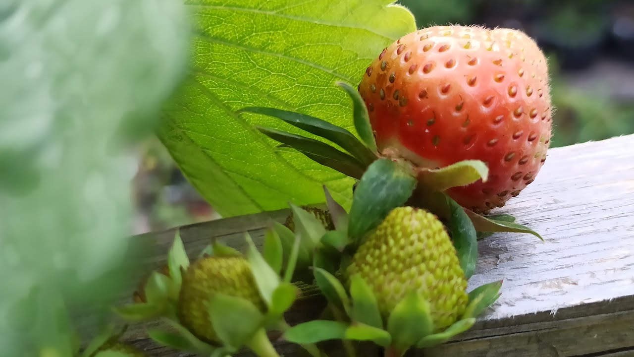 Erfahren Sie mehr über die besten Obstsorten für den Terrassen-Garten 06.06.2023