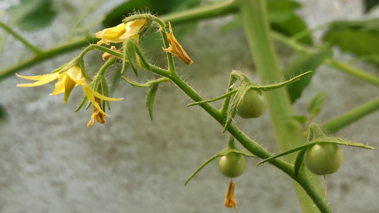 Entdecke Meinen Garten: Neuer Rundgang Im Gurken Und Tomatenparadies