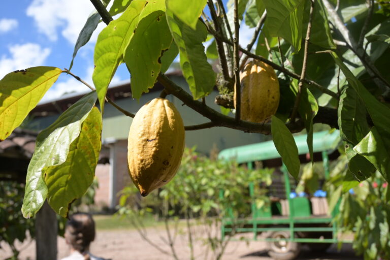 Kakao ist nicht nur die Grundlage für Schokolade, sondern auch eine faszinierende Pflanze