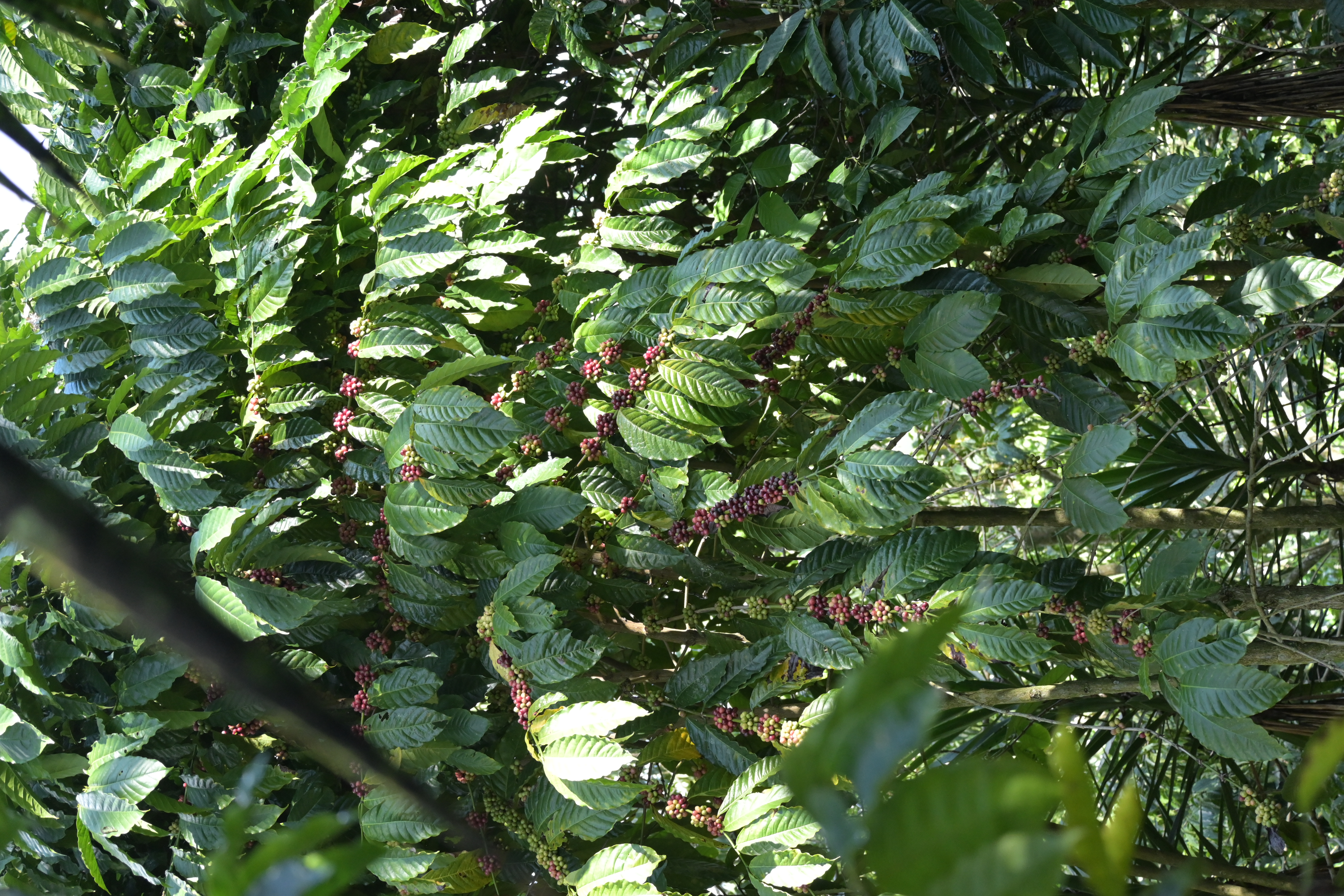 Belaubte Zweige eines Kaffeestrauchs