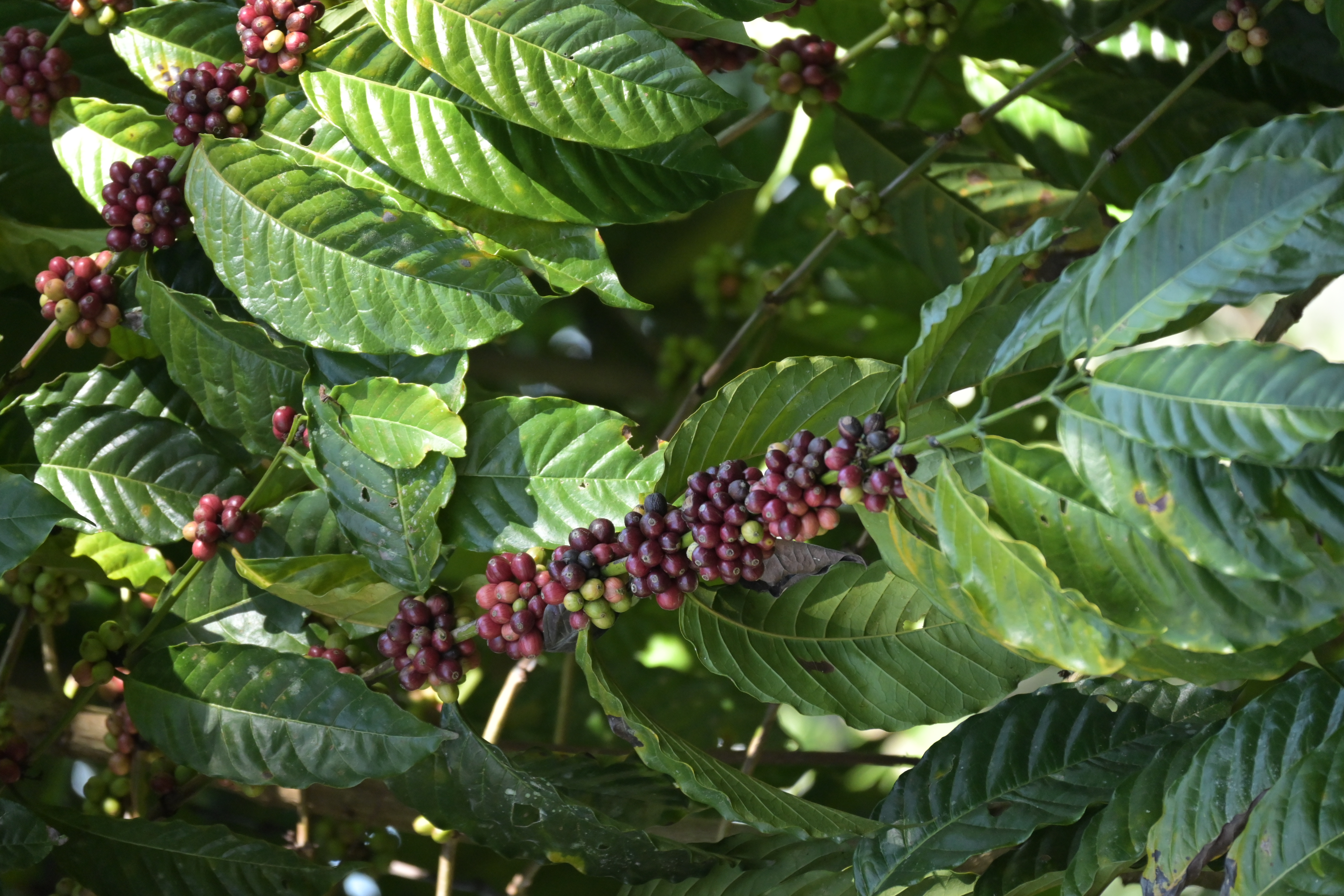 Kaffeefrüchte zwischen großen grünen Blättern
