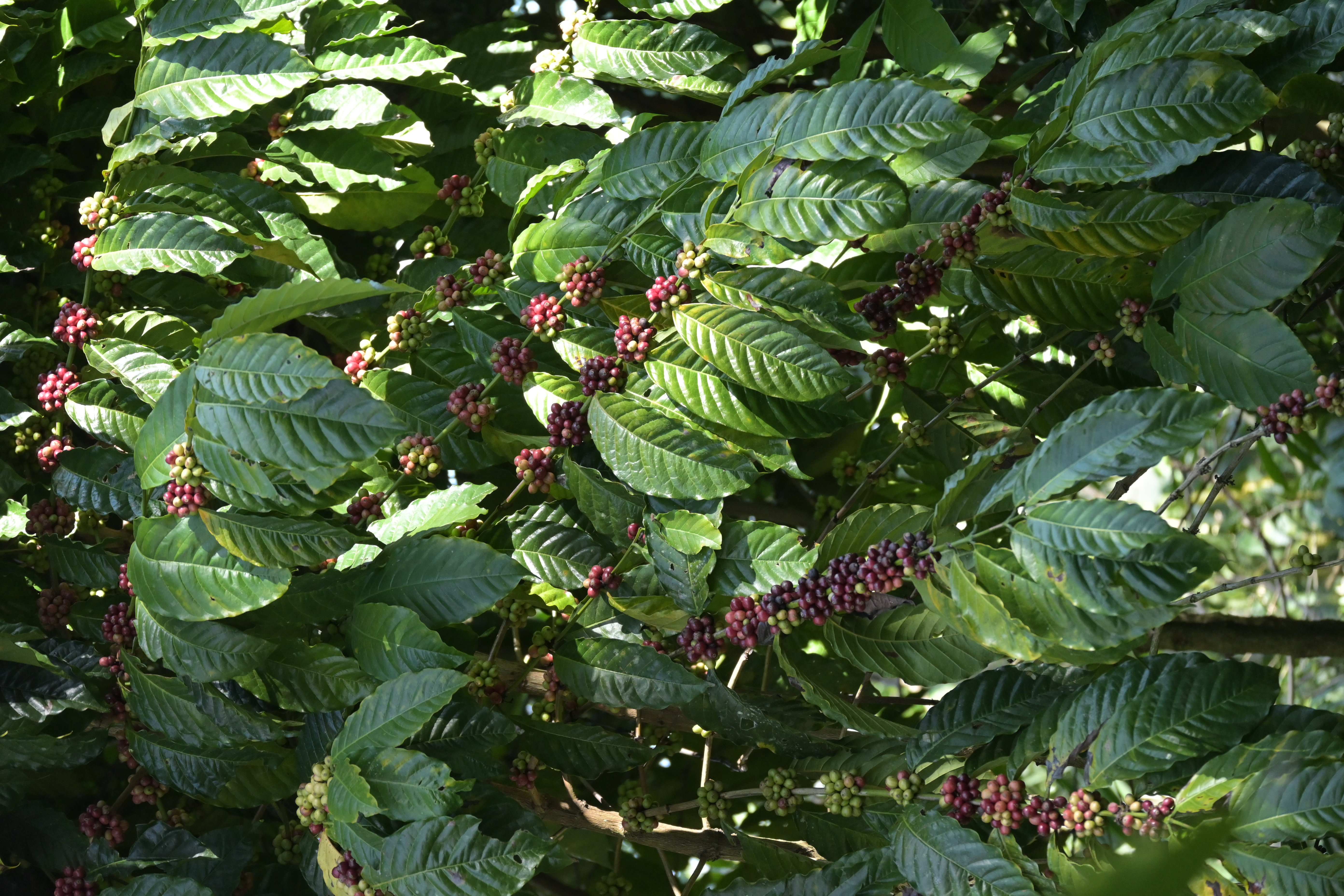 Kaffeestrauch mit glänzenden Blättern und reifenden Früchten