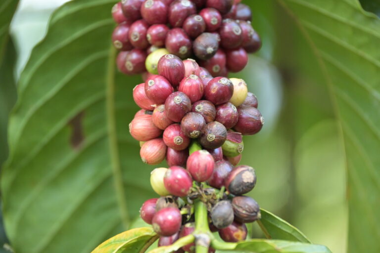 Rote und grüne Kaffeekirschen an einem Zweig bei Welchez in Honduras