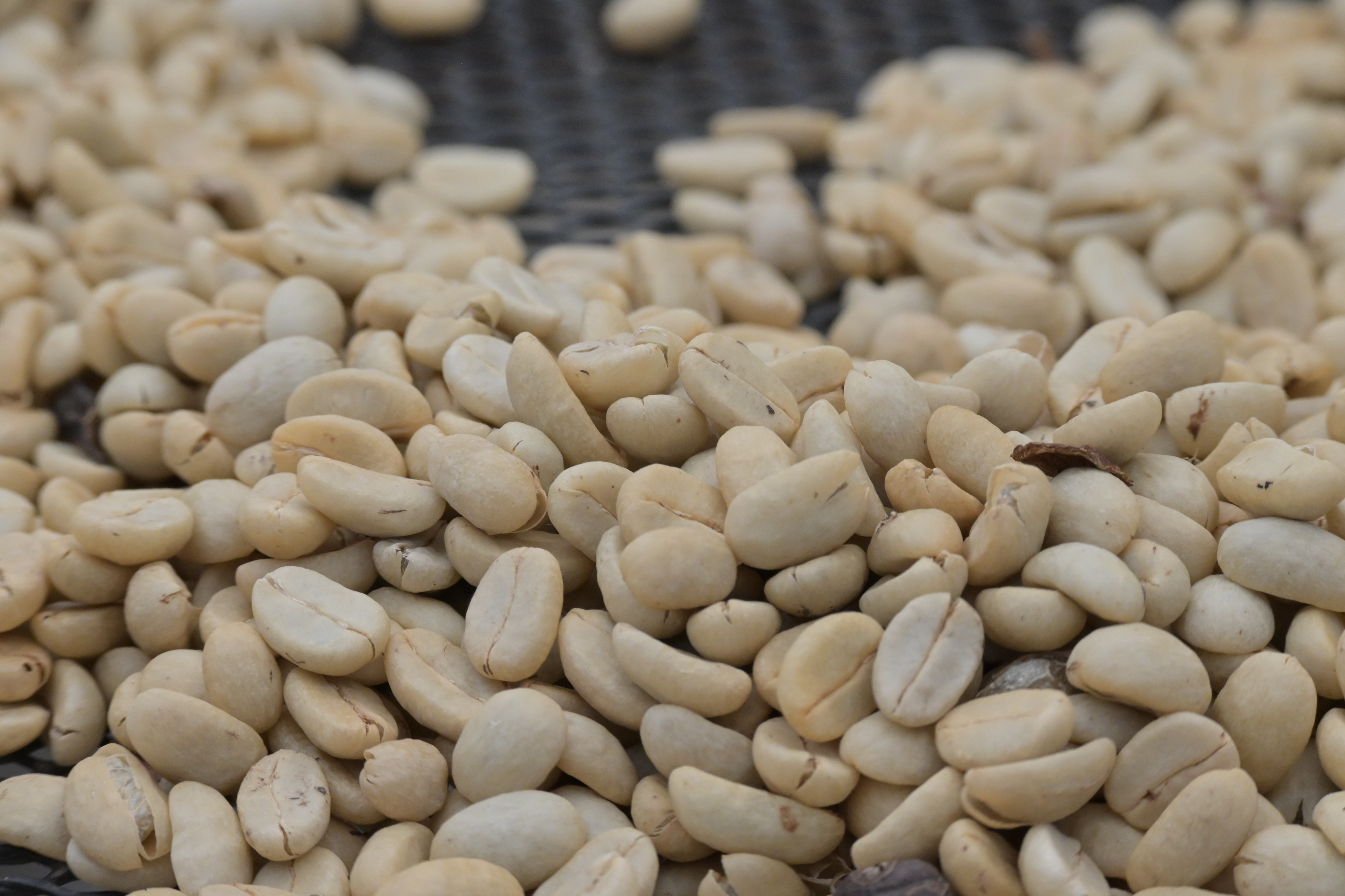 Die Form der hellen Kaffeesamen in Nahaufnahme