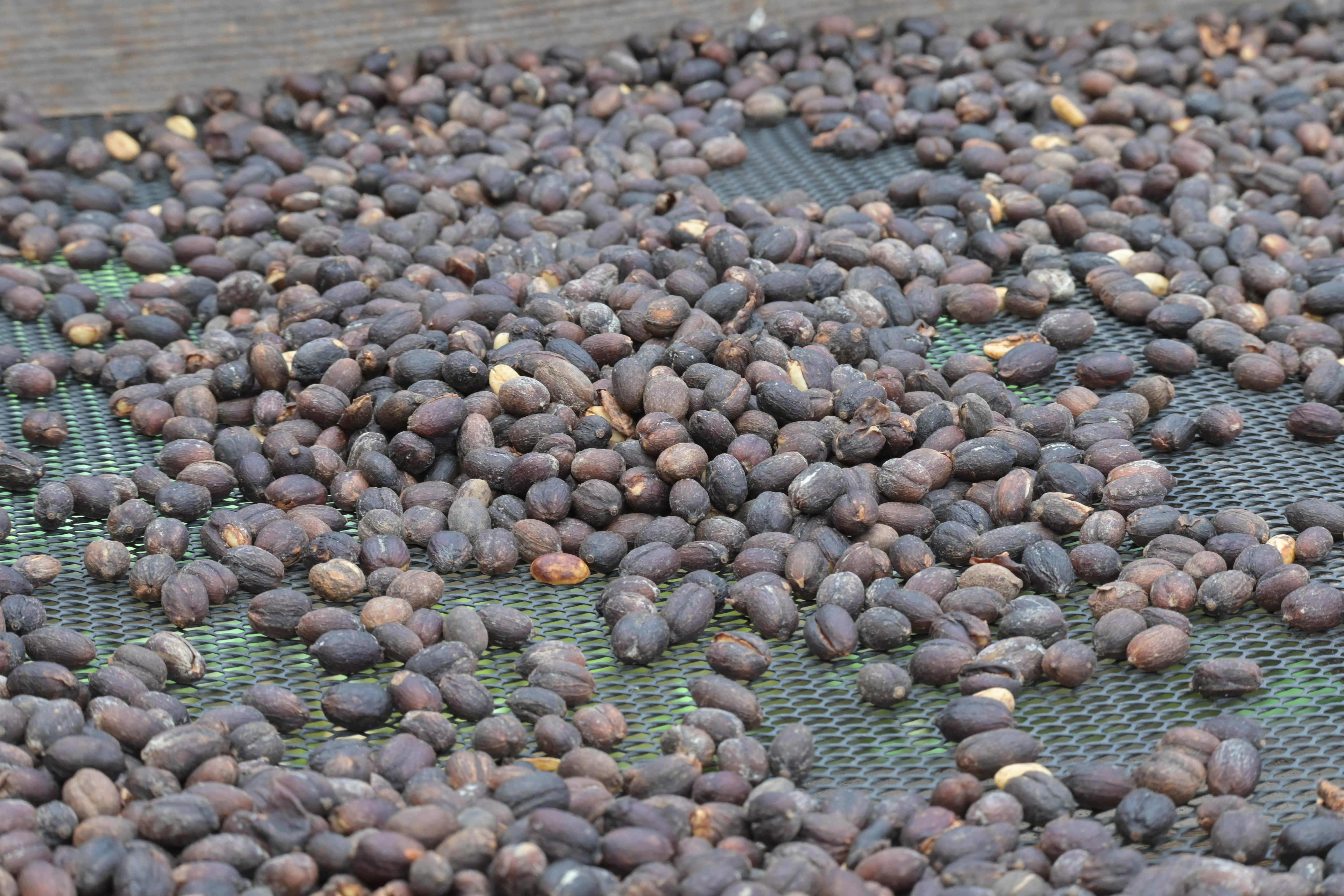 Dunkle getrocknete Kaffeekirschen auf einem luftdurchlässigen Gitter