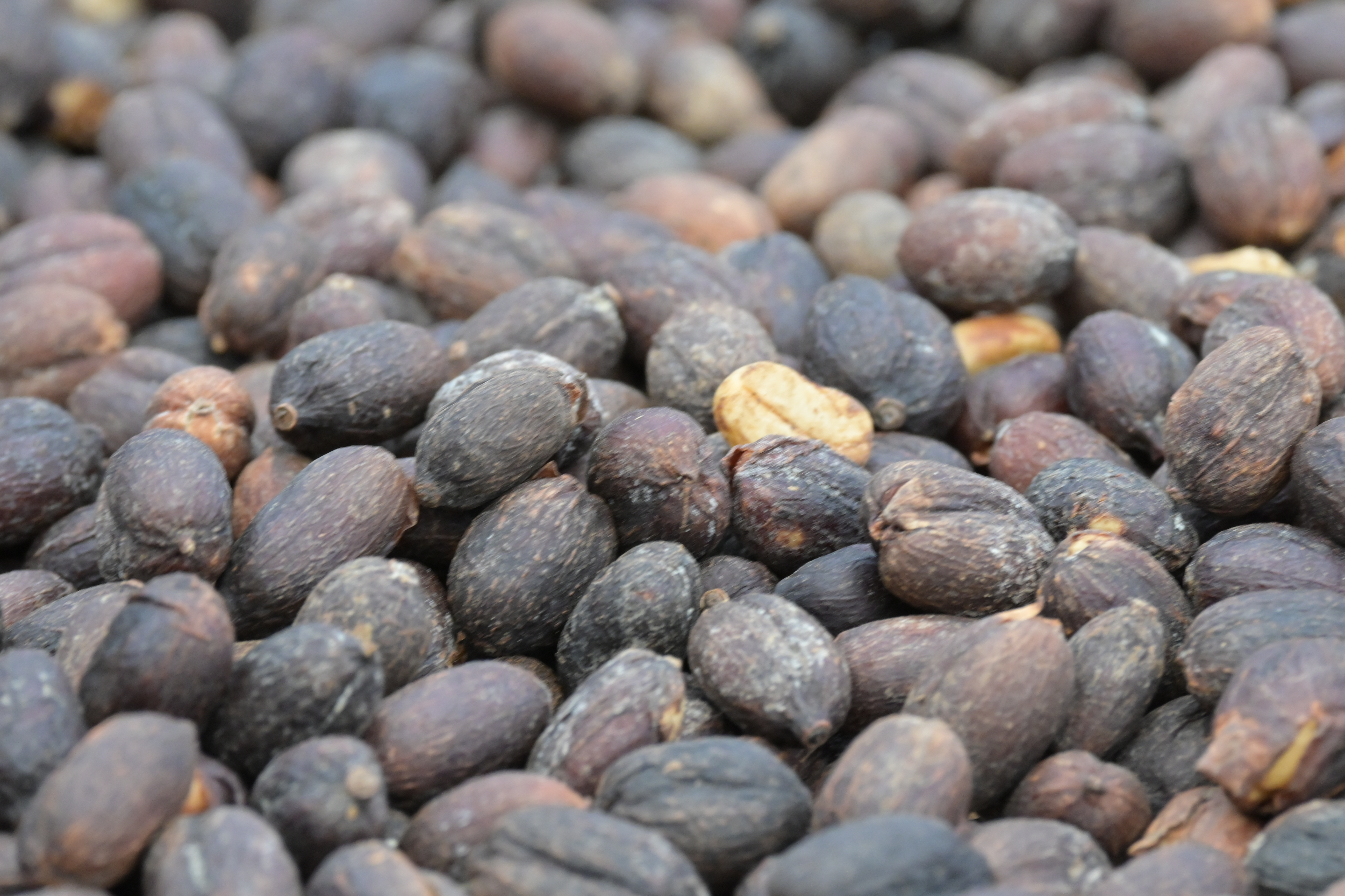 Getrocknete Kaffeekirschen in Nahaufnahme