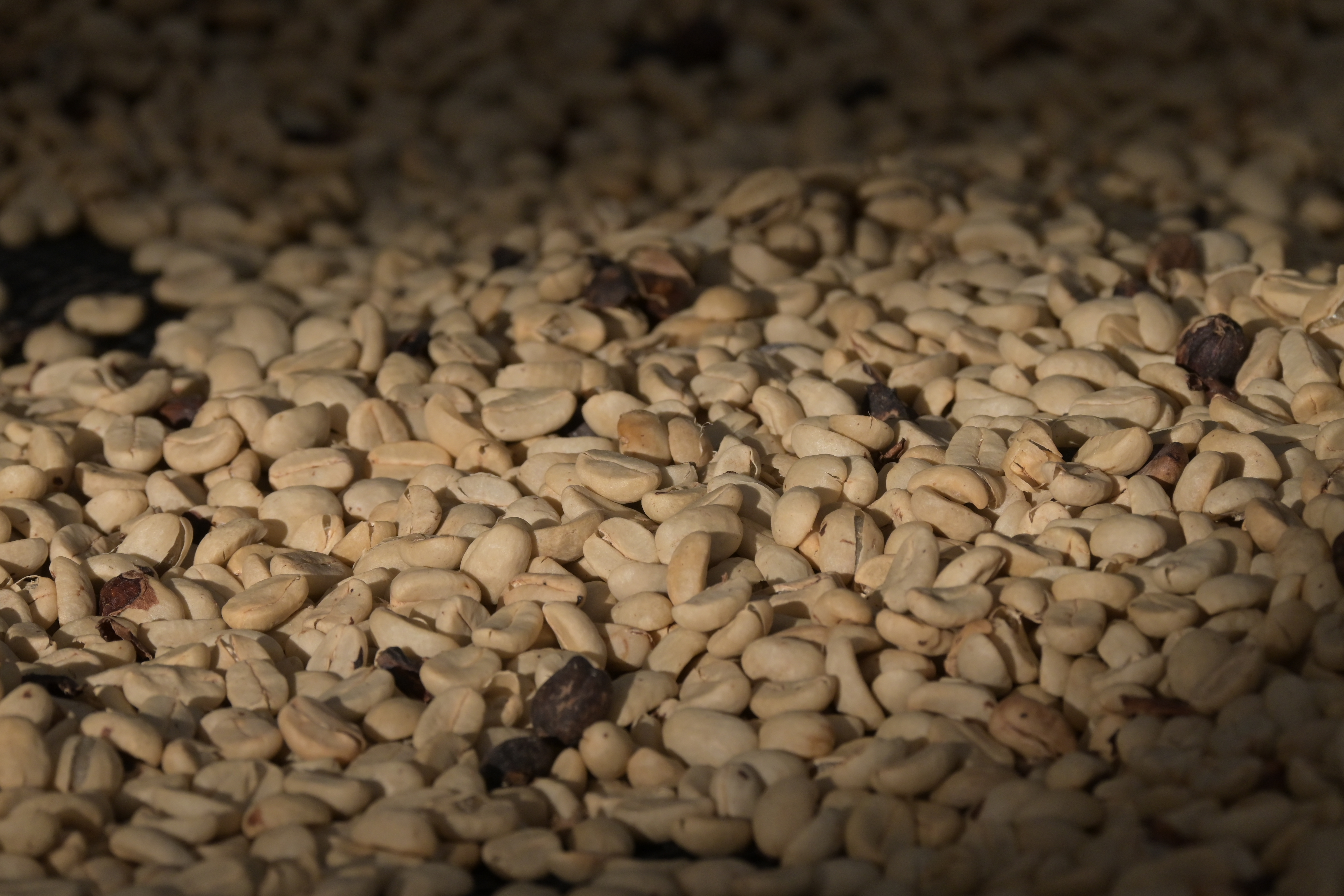 Trocknendes Kaffee-Erntegut im Wechsel von Licht und Schatten