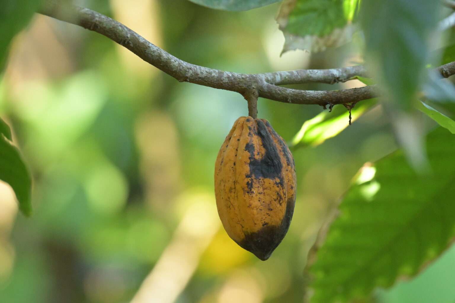 Kakao aus Samen ziehen - Theobroma cacao Anzucht