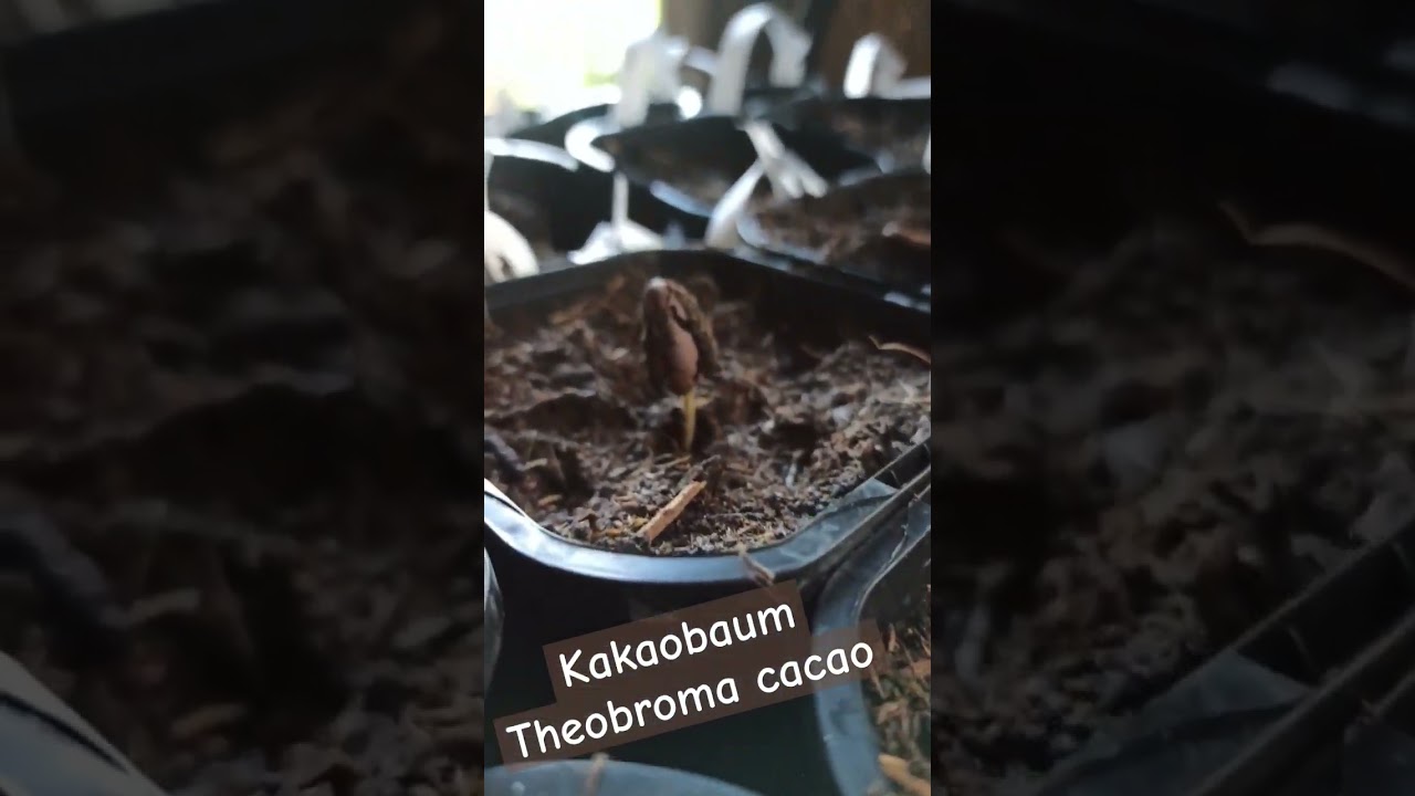 Kakaobaum – Theobroma cacao