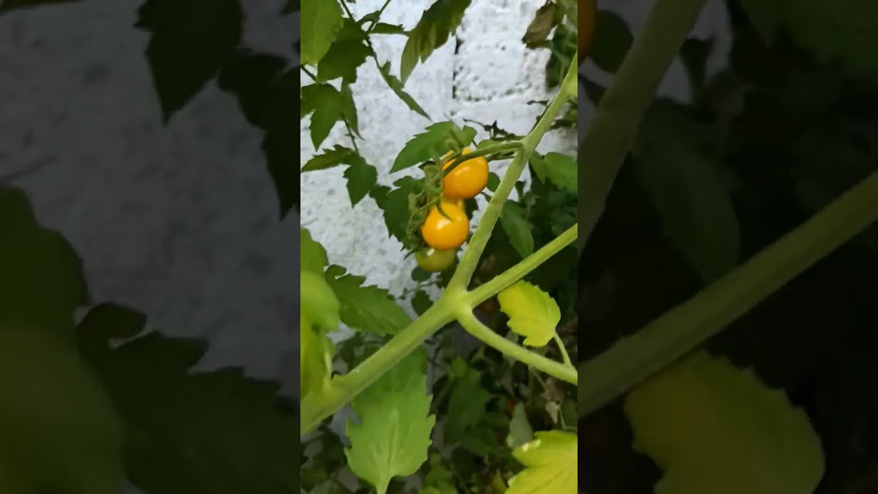 Von der Tomate 🍅 zur Leckerei aus selbst gemachten Nudeln