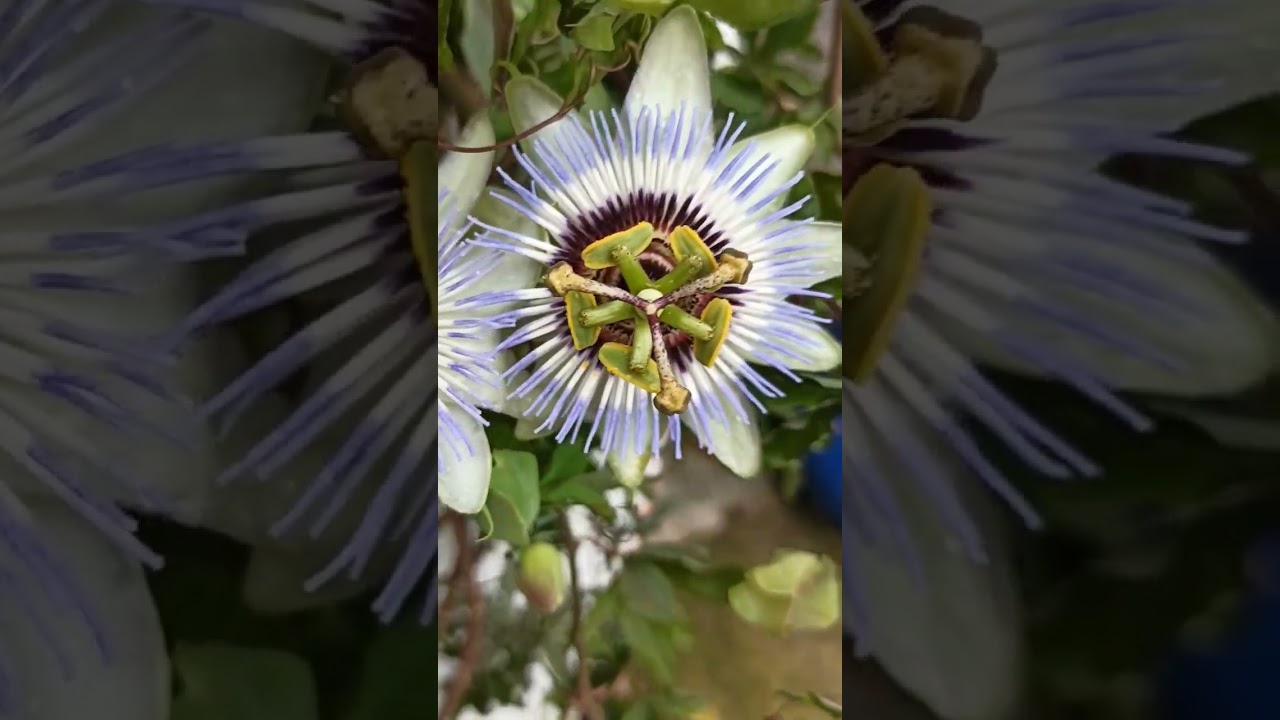 Blaue Passionsblume #garten