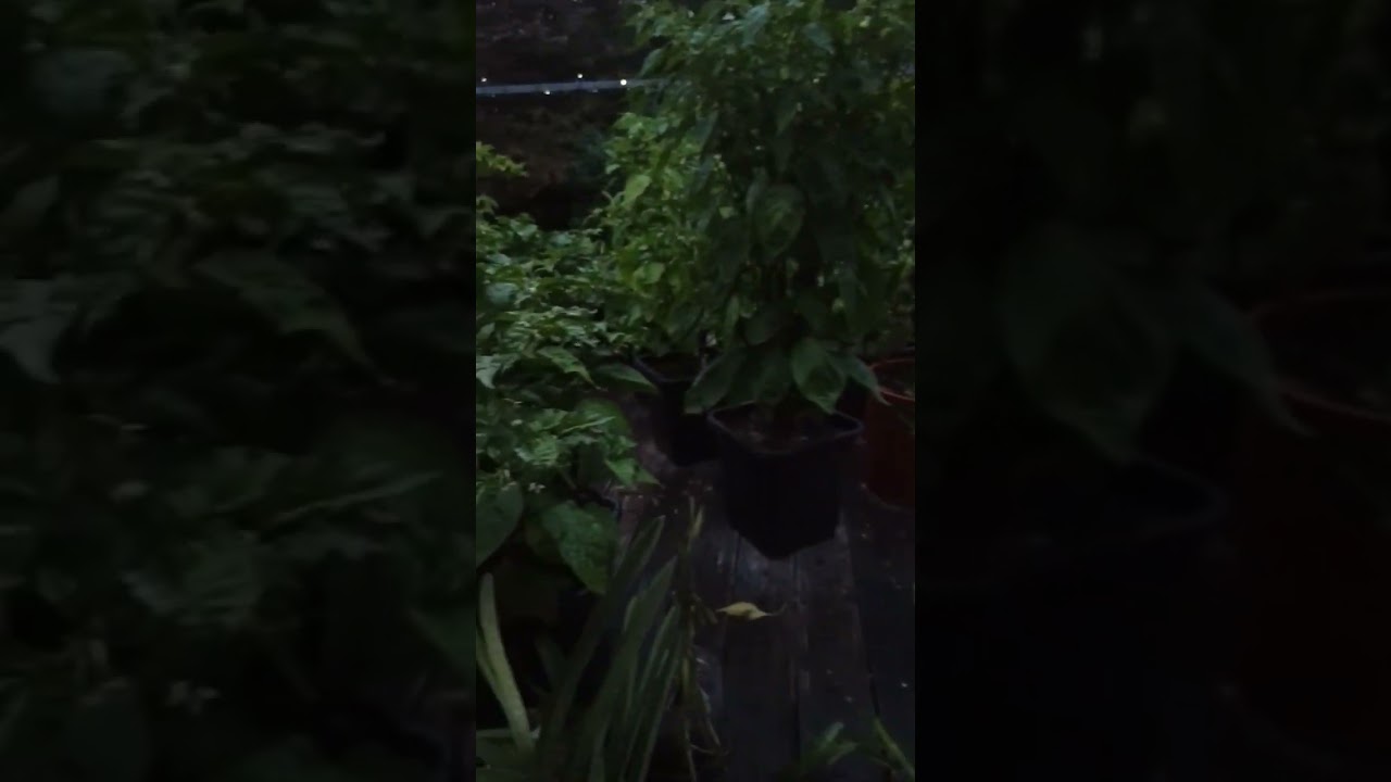 Die Wächter des Terrassen Gartens #garten #chili #exoten #orchideen #paprika #gurken