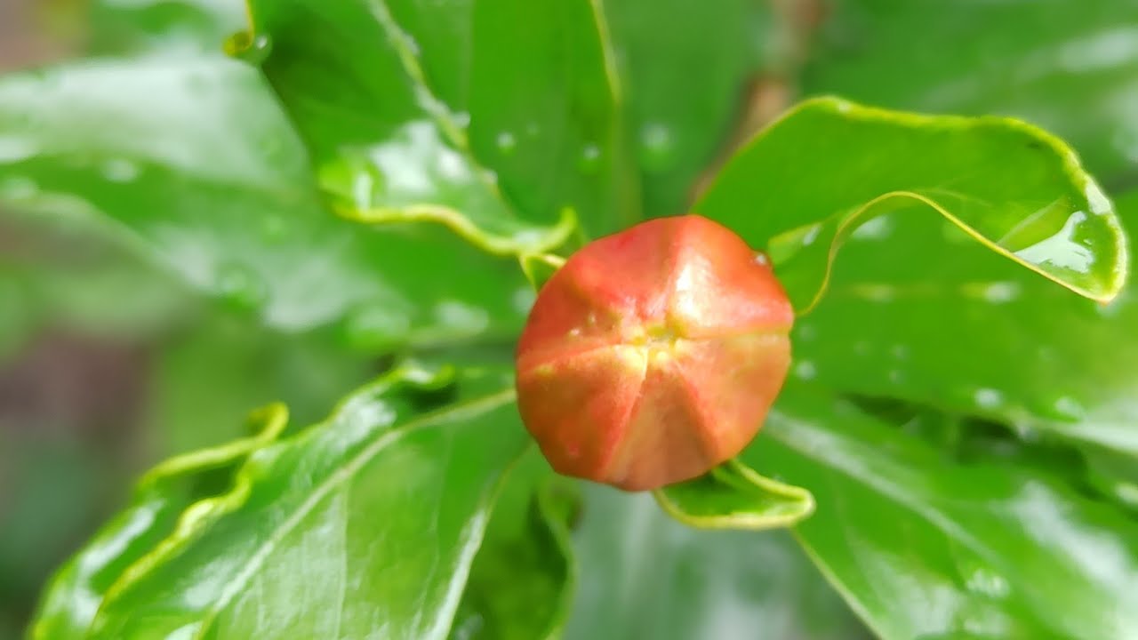 Granatapfel, Erdbeerbaum, Erdbeerguave, Ananasguave Und Zitruspflanzen 11.08.2023