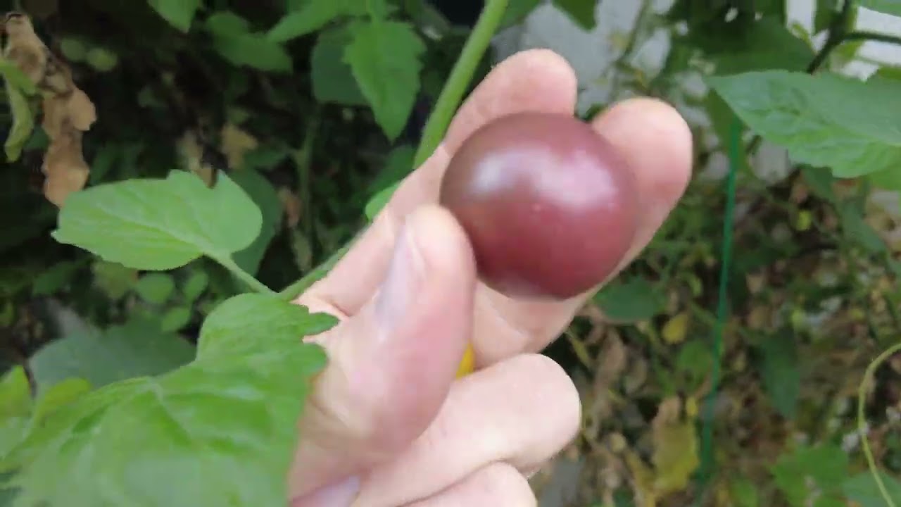 Welche Tomaten Fand Ich Gut Und Was Machen Die Feigen, Papaya & Granatapfel Pflanzen 22.09.2023