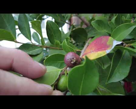 4 Jahre Später Guaven Rundgang – Erste Erdbeerguaven Reif, Ananas Guave Update