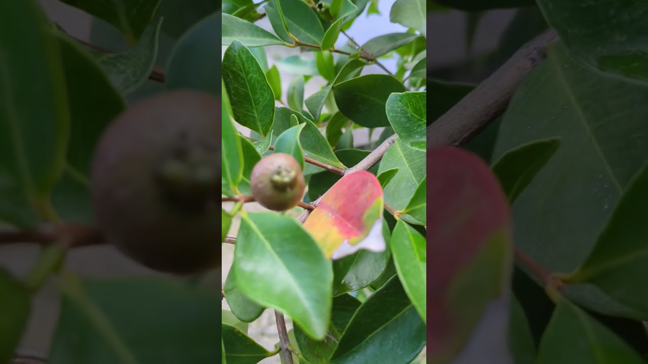 Erdbeer Guave