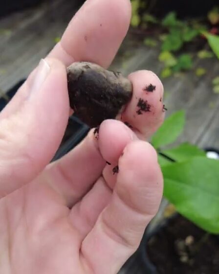 Update:, Marula (amarula) Baum Und Der Basilikum Tipp