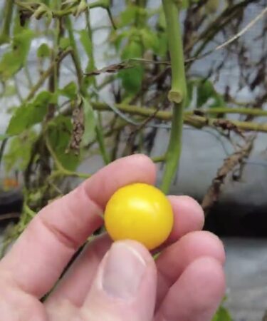 Ende November Noch Frische Tomaten Ernten – So Stabil Sind Diese Sorten!