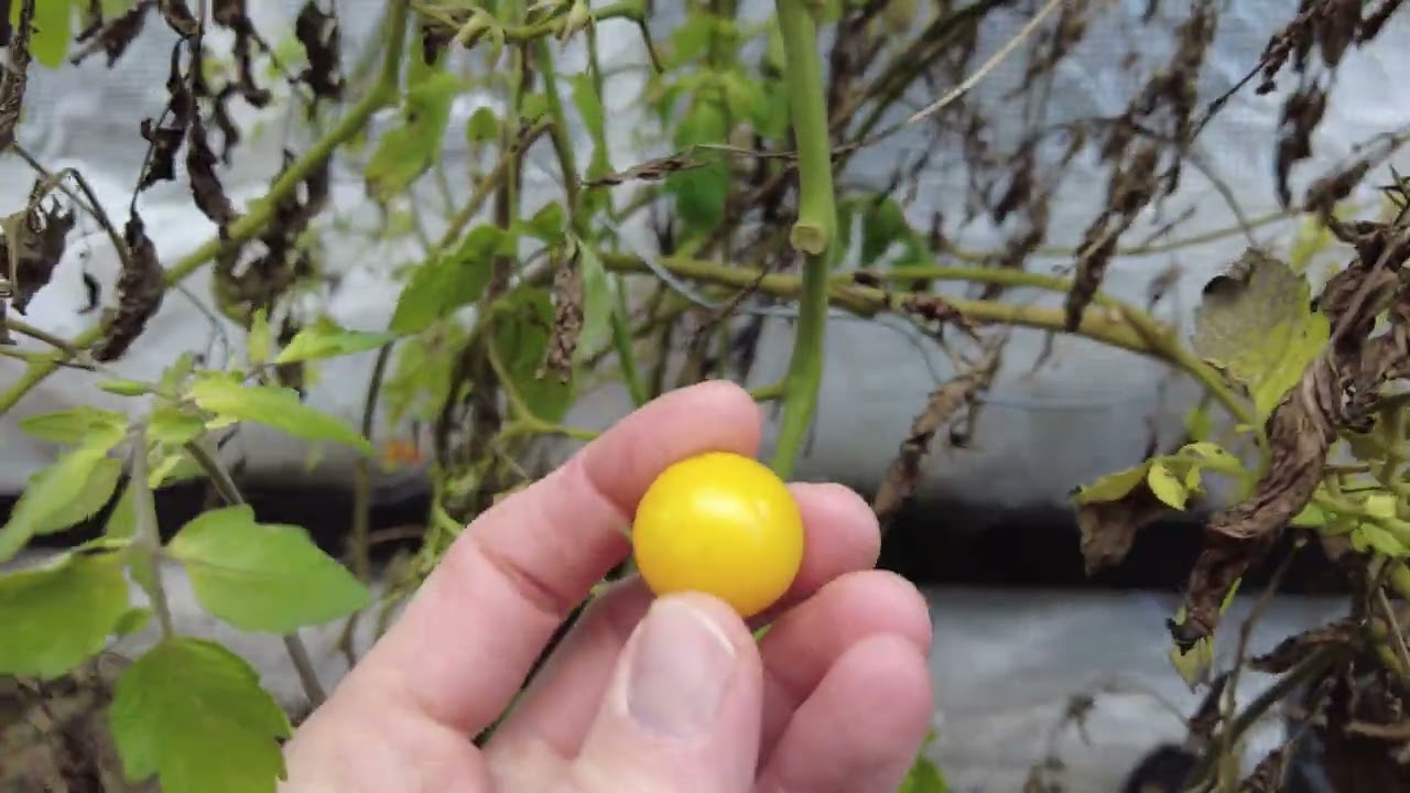 Ende November Noch Frische Tomaten Ernten – So Stabil Sind Diese Sorten!