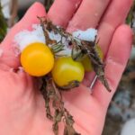 Von Tomaten Und Zitruspflanzen Im Winter Schnee